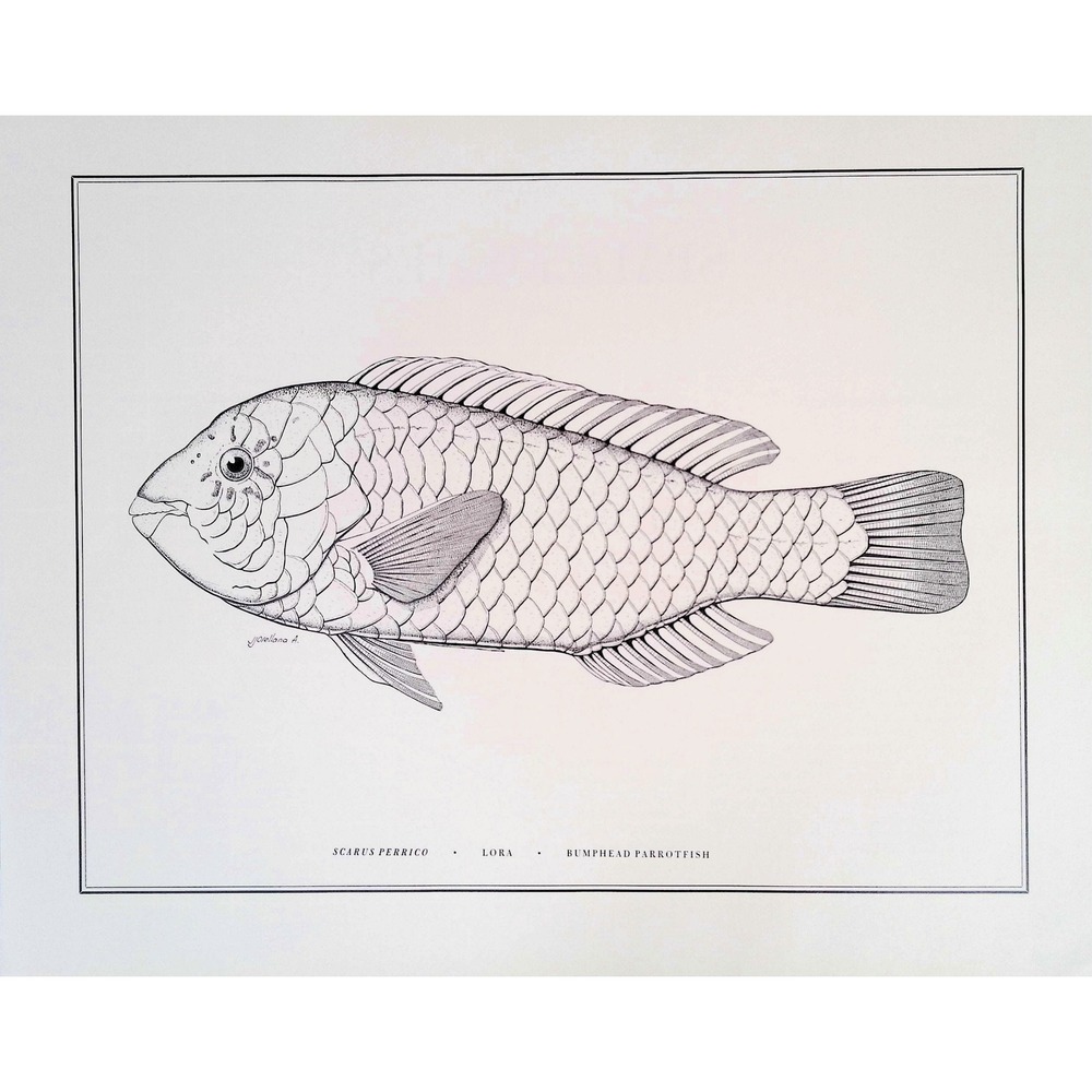 1985 Bumphead Parrotfish Fish Wall Art Print J Orellana Vintage Book Plate 11x14